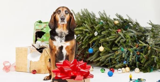 What does your dog want to see wrapped up under the tree??